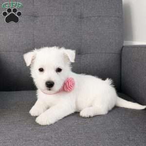 Zoey, West Highland Terrier Puppy